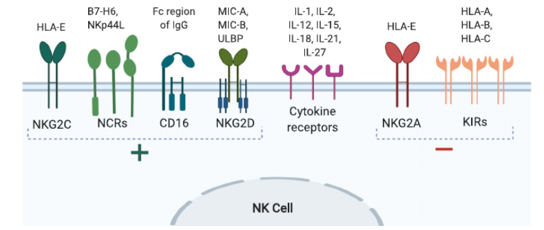 NKG2A細胞篩選模型